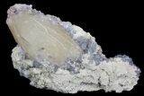 Purple/Gray Fluorite Cluster - Marblehead Quarry Ohio #81193-2